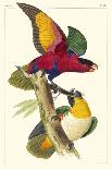 Lemaire Parrots IV-C.L. Lemaire-Laminated Art Print
