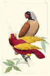 Lemaire Parrots I-C.L. Lemaire-Stretched Canvas