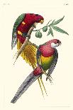 Lemaire Parrots II-C.L. Lemaire-Stretched Canvas