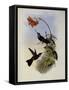 C?ligene, C?ligena Typica-John Gould-Framed Stretched Canvas