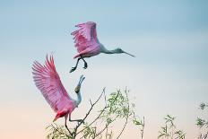 Rosy Pair (Roseate Spoonbills)-C. Mei-Framed Photographic Print