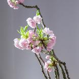 Apricots with Lavender, Detail-C. Nidhoff-Lang-Photographic Print