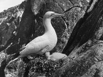 Birds, Gannet-C.P. Rose-Stretched Canvas