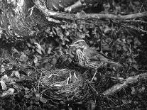 Birds, Redwing-C.P. Rose-Mounted Photographic Print