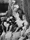 Guillemots and Kittiwakes-C.P. Rose-Photographic Print