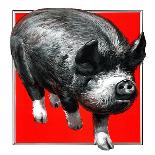 Pig Portrait-C.R. Patterson-Stretched Canvas