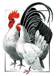 Rooster and Chicken-C.R. Patterson-Giclee Print