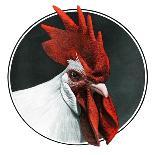 Rooster Photograph-C.R. Patterson-Framed Giclee Print