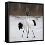 Canvas Black