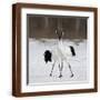 Brown Frame