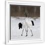 Gramercy White