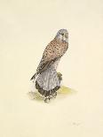 Barn Owl-C^T^N^ Ackland-Premium Giclee Print