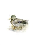 Mallard (Male)-C^T^N^ Ackland-Premium Giclee Print