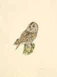 Tawny Owl-C^T^N^ Ackland-Premium Giclee Print