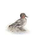 Wigeon (Male)-C^T^N^ Ackland-Premium Giclee Print