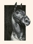 Thoroughbreds; And Their Mascots-C.W. Anderson-Art Print