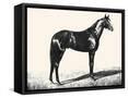 Framed Canvas