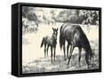 Framed Canvas