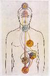 Chakras and Nervous System-CW Leadbeater-Framed Photographic Print