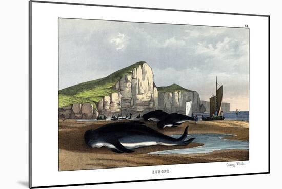 Caa'Ing Whale, 1860-null-Mounted Giclee Print