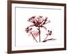 Cab Bouvardia-Albert Koetsier-Framed Art Print