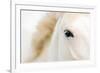 Caballo Blanco I-Shana Rae-Framed Giclee Print