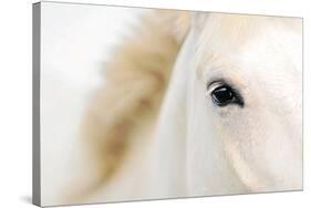 Caballo Blanco I-Shana Rae-Stretched Canvas