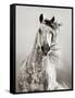 Caballo de Andaluz-Lisa Dearing-Framed Stretched Canvas