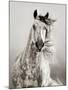 Caballo de Andaluz-Lisa Dearing-Mounted Premium Photographic Print