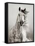 Caballo de Andaluz-Lisa Dearing-Framed Stretched Canvas