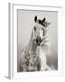 Caballo de Andaluz-Lisa Dearing-Framed Photographic Print