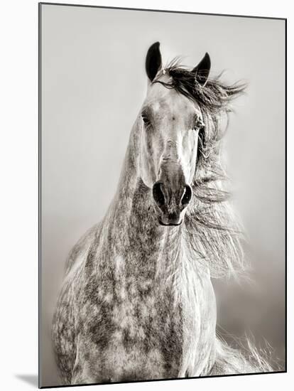 Caballo de Andaluz-Lisa Dearing-Mounted Photographic Print