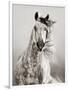 Caballo de Andaluz-Lisa Dearing-Framed Photographic Print