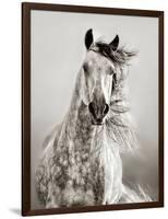 Caballo de Andaluz-Lisa Dearing-Framed Photographic Print