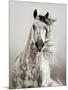 Caballo de Andaluz-Lisa Dearing-Mounted Photographic Print