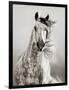 Caballo de Andaluz-Lisa Dearing-Framed Photographic Print