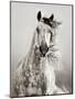 Caballo de Andaluz-Lisa Dearing-Mounted Photographic Print