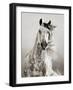 Caballo de Andaluz-Lisa Dearing-Framed Premium Photographic Print