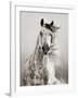 Caballo de Andaluz-Lisa Dearing-Framed Photographic Print