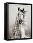 Caballo de Andaluz-Lisa Dearing-Framed Stretched Canvas