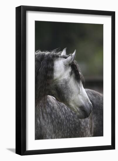 Caballos Christiani 013-Bob Langrish-Framed Photographic Print