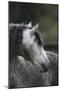 Caballos Christiani 013-Bob Langrish-Mounted Photographic Print