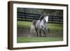 Caballos Christiani 015-Bob Langrish-Framed Photographic Print