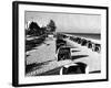 Cabanas on a Fort Lauderdale Beach, 1954-null-Framed Photographic Print