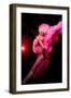 Cabaret Dancer Over Dark Background-Elena Efimova-Framed Premium Photographic Print