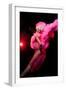 Cabaret Dancer Over Dark Background-Elena Efimova-Framed Premium Photographic Print