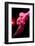 Cabaret Dancer Over Dark Background-Elena Efimova-Framed Photographic Print