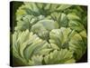 Cabbage, 2013-Jennifer Abbott-Stretched Canvas