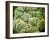 Cabbage, 2013-Jennifer Abbott-Framed Giclee Print