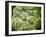 Cabbage, 2013-Jennifer Abbott-Framed Giclee Print